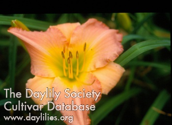Daylily Sagamore River Valley Charter